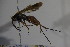  (Agenioideus benedictus - BC ZSM HYM 22871)  @12 [ ] CreativeCommons - Attribution Non-Commercial Share-Alike (2015) Unspecified SNSB, Zoologische Staatssammlung Muenchen
