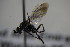  (Agenioideus spiniprivus - BC ZSM HYM 22890)  @11 [ ] CreativeCommons - Attribution Non-Commercial Share-Alike (2015) Unspecified SNSB, Zoologische Staatssammlung Muenchen