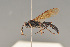  ( - BC ZSM HYM 23189)  @13 [ ] CreativeCommons - Attribution Non-Commercial Share-Alike (2014) Stefan Schmidt SNSB, Zoologische Staatssammlung Muenchen
