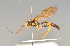  (Hepiopelmus variegatorius - BC ZSM HYM 23193)  @11 [ ] CreativeCommons - Attribution Non-Commercial Share-Alike (2014) Stefan Schmidt SNSB, Zoologische Staatssammlung Muenchen