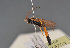  ( - BC ZSM HYM 23251)  @13 [ ] CreativeCommons - Attribution Non-Commercial Share-Alike (2014) Stefan Schmidt SNSB, Zoologische Staatssammlung Muenchen