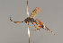  ( - BC ZSM HYM 23267)  @11 [ ] CreativeCommons - Attribution Non-Commercial Share-Alike (2014) Stefan Schmidt SNSB, Zoologische Staatssammlung Muenchen