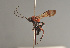  (Xylophrurus augustus - BC ZSM HYM 23269)  @13 [ ] CreativeCommons - Attribution Non-Commercial Share-Alike (2014) Stefan Schmidt SNSB, Zoologische Staatssammlung Muenchen