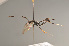  (Mesostenus funebris - BC ZSM HYM 23271)  @14 [ ] CreativeCommons - Attribution Non-Commercial Share-Alike (2014) Stefan Schmidt SNSB, Zoologische Staatssammlung Muenchen