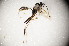 ( - BC ZSM HYM 23366)  @12 [ ] CreativeCommons - Attribution Non-Commercial Share-Alike (2015) Unspecified SNSB, Zoologische Staatssammlung Muenchen