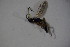  (Batakomacrus flaviceps - BC ZSM HYM 23418)  @11 [ ] CreativeCommons - Attribution Non-Commercial Share-Alike (2015) Unspecified SNSB, Zoologische Staatssammlung Muenchen