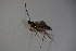  ( - BC ZSM HYM 23420)  @11 [ ] CreativeCommons - Attribution Non-Commercial Share-Alike (2015) Unspecified SNSB, Zoologische Staatssammlung Muenchen