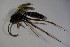  (Latibulus argidus - BC ZSM HYM 23427)  @12 [ ] CreativeCommons - Attribution Non-Commercial Share-Alike (2015) Unspecified SNSB, Zoologische Staatssammlung Muenchen