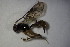  ( - BC ZSM HYM 23478)  @12 [ ] CreativeCommons - Attribution Non-Commercial Share-Alike (2015) Unspecified SNSB, Zoologische Staatssammlung Muenchen