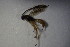  ( - BC ZSM HYM 23483)  @12 [ ] CreativeCommons - Attribution Non-Commercial Share-Alike (2015) Unspecified SNSB, Zoologische Staatssammlung Muenchen
