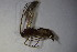  (Mesochorus macrophyae - BC ZSM HYM 23547)  @12 [ ] CreativeCommons - Attribution Non-Commercial Share-Alike (2015) Unspecified SNSB, Zoologische Staatssammlung Muenchen