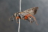  (Episyron - BC ZSM HYM 23622)  @15 [ ] CreativeCommons - Attribution Non-Commercial Share-Alike (2015) Unspecified SNSB, Zoologische Staatssammlung Muenchen
