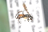 (Priocnemis levantinus - BC ZSM HYM 23626)  @12 [ ] CreativeCommons - Attribution Non-Commercial Share-Alike (2015) Unspecified SNSB, Zoologische Staatssammlung Muenchen