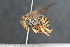 ( - BC ZSM HYM 23637)  @14 [ ] CreativeCommons - Attribution Non-Commercial Share-Alike (2015) Unspecified SNSB, Zoologische Staatssammlung Muenchen