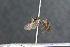  ( - BC ZSM HYM 23639)  @13 [ ] CreativeCommons - Attribution Non-Commercial Share-Alike (2015) Unspecified SNSB, Zoologische Staatssammlung Muenchen
