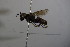  ( - BC ZSM HYM 23696)  @12 [ ] CreativeCommons - Attribution Non-Commercial Share-Alike (2015) Unspecified SNSB, Zoologische Staatssammlung Muenchen