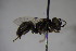  ( - BC ZSM HYM 23725)  @12 [ ] CreativeCommons - Attribution Non-Commercial Share-Alike (2015) Unspecified SNSB, Zoologische Staatssammlung Muenchen