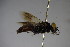  ( - BC ZSM HYM 23736)  @13 [ ] CreativeCommons - Attribution Non-Commercial Share-Alike (2015) Unspecified SNSB, Zoologische Staatssammlung Muenchen