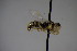  (Pseudomicroides - BC ZSM HYM 23747)  @14 [ ] CreativeCommons - Attribution Non-Commercial Share-Alike (2015) Unspecified SNSB, Zoologische Staatssammlung Muenchen