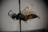  (Diodontus insidiosus - BC ZSM HYM 23785)  @14 [ ] CreativeCommons - Attribution Non-Commercial Share-Alike (2015) Unspecified SNSB, Zoologische Staatssammlung Muenchen