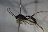  ( - BC ZSM HYM 23852)  @11 [ ] CreativeCommons - Attribution Non-Commercial Share-Alike (2015) Unspecified SNSB, Zoologische Staatssammlung Muenchen
