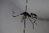  ( - BC ZSM HYM 23864)  @13 [ ] CreativeCommons - Attribution Non-Commercial Share-Alike (2015) Unspecified SNSB, Zoologische Staatssammlung Muenchen