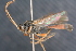  ( - BC ZSM HYM 23973)  @14 [ ] CreativeCommons - Attribution Non-Commercial Share-Alike (2015) Unspecified SNSB, Zoologische Staatssammlung Muenchen