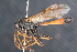  ( - BC ZSM HYM 23978)  @11 [ ] CreativeCommons - Attribution Non-Commercial Share-Alike (2015) Unspecified SNSB, Zoologische Staatssammlung Muenchen