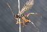  ( - BC ZSM HYM 23982)  @12 [ ] CreativeCommons - Attribution Non-Commercial Share-Alike (2015) Unspecified SNSB, Zoologische Staatssammlung Muenchen