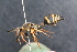  ( - BC ZSM HYM 24028)  @13 [ ] CreativeCommons - Attribution Non-Commercial Share-Alike (2015) Unspecified SNSB, Zoologische Staatssammlung Muenchen