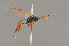  ( - BC ZSM HYM 24036)  @14 [ ] CreativeCommons - Attribution Non-Commercial Share-Alike (2014) Stefan Schmidt SNSB, Zoologische Staatssammlung Muenchen