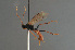  ( - BC ZSM HYM 24045)  @14 [ ] CreativeCommons - Attribution Non-Commercial Share-Alike (2014) Stefan Schmidt SNSB, Zoologische Staatssammlung Muenchen