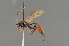  ( - BC ZSM HYM 24047)  @14 [ ] CreativeCommons - Attribution Non-Commercial Share-Alike (2014) Stefan Schmidt SNSB, Zoologische Staatssammlung Muenchen