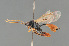  ( - BC ZSM HYM 24054)  @13 [ ] CreativeCommons - Attribution Non-Commercial Share-Alike (2014) Stefan Schmidt SNSB, Zoologische Staatssammlung Muenchen