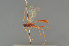  (Alexeter testaceus - BC ZSM HYM 24058)  @12 [ ] CreativeCommons - Attribution Non-Commercial Share-Alike (2014) Stefan Schmidt SNSB, Zoologische Staatssammlung Muenchen