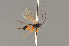  ( - BC ZSM HYM 24067)  @14 [ ] CreativeCommons - Attribution Non-Commercial Share-Alike (2014) Stefan Schmidt SNSB, Zoologische Staatssammlung Muenchen