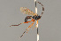  ( - BC ZSM HYM 24068)  @14 [ ] CreativeCommons - Attribution Non-Commercial Share-Alike (2014) Stefan Schmidt SNSB, Zoologische Staatssammlung Muenchen