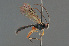  ( - BC ZSM HYM 24085)  @13 [ ] CreativeCommons - Attribution Non-Commercial Share-Alike (2014) Stefan Schmidt SNSB, Zoologische Staatssammlung Muenchen