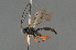  ( - BC ZSM HYM 24099)  @13 [ ] CreativeCommons - Attribution Non-Commercial Share-Alike (2014) Stefan Schmidt SNSB, Zoologische Staatssammlung Muenchen