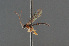  ( - BC ZSM HYM 24101)  @12 [ ] CreativeCommons - Attribution Non-Commercial Share-Alike (2014) Stefan Schmidt SNSB, Zoologische Staatssammlung Muenchen