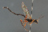  ( - BC ZSM HYM 24104)  @13 [ ] CreativeCommons - Attribution Non-Commercial Share-Alike (2014) Stefan Schmidt SNSB, Zoologische Staatssammlung Muenchen