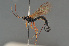  (Gregopimpla inquisitor - BC ZSM HYM 24110)  @13 [ ] CreativeCommons - Attribution Non-Commercial Share-Alike (2014) Stefan Schmidt SNSB, Zoologische Staatssammlung Muenchen