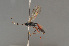  ( - BC ZSM HYM 24113)  @13 [ ] CreativeCommons - Attribution Non-Commercial Share-Alike (2014) Stefan Schmidt SNSB, Zoologische Staatssammlung Muenchen