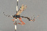  ( - BC ZSM HYM 24115)  @11 [ ] CreativeCommons - Attribution Non-Commercial Share-Alike (2014) Stefan Schmidt SNSB, Zoologische Staatssammlung Muenchen