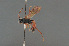  ( - BC ZSM HYM 24117)  @11 [ ] CreativeCommons - Attribution Non-Commercial Share-Alike (2014) Stefan Schmidt SNSB, Zoologische Staatssammlung Muenchen