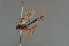  ( - BC ZSM HYM 24120)  @13 [ ] CreativeCommons - Attribution Non-Commercial Share-Alike (2014) Stefan Schmidt SNSB, Zoologische Staatssammlung Muenchen