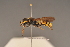  (Ectemnius fossorius - BC ZSM HYM 24206)  @14 [ ] CreativeCommons - Attribution Non-Commercial Share-Alike (2015) Unspecified SNSB, Zoologische Staatssammlung Muenchen