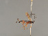  (Lissonota strigifrons - BC ZSM HYM 24321)  @13 [ ] CreativeCommons - Attribution Non-Commercial Share-Alike (2014) Stefan Schmidt SNSB, Zoologische Staatssammlung Muenchen