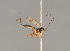  ( - BC ZSM HYM 24332)  @13 [ ] CreativeCommons - Attribution Non-Commercial Share-Alike (2014) Stefan Schmidt SNSB, Zoologische Staatssammlung Muenchen