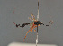  (Lissonota bistrigata - BC ZSM HYM 24343)  @14 [ ] CreativeCommons - Attribution Non-Commercial Share-Alike (2014) Stefan Schmidt SNSB, Zoologische Staatssammlung Muenchen
